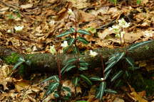 Chimaphila maculata