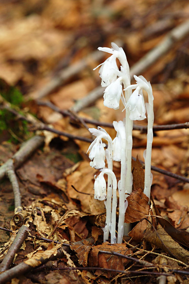 Indian Pipe