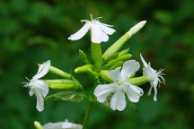 Saponaria offcinalis