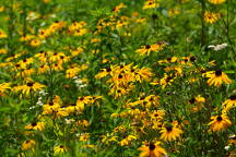 Rudbeckia hirta