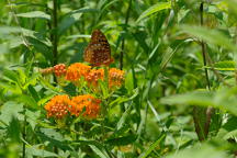 Asclepias tuberosa