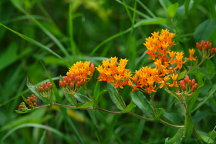 Butterfly Milkweed