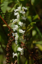 Yellow Ladies' Tresses