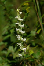 Spiranthes ochroleuca