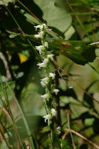 Spiranthes ochroleuca