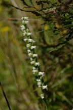 Spiranthes ochroleuca