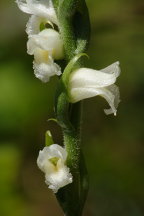 Spiranthes ochroleuca