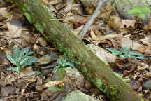 Goodyera pubescens