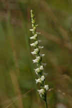 Spiranthes ochroleuca