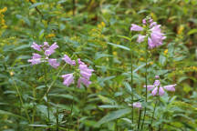 Physostegia virginiana