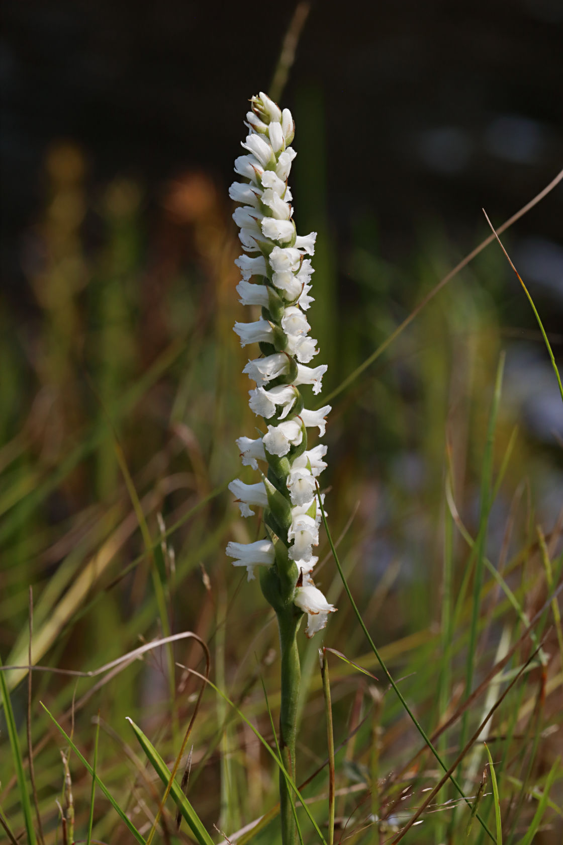 Appalachian Ladies' Tresses