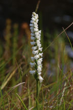 Spiranthes arcisepala