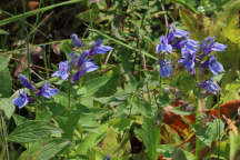 Lobelia siphilitica