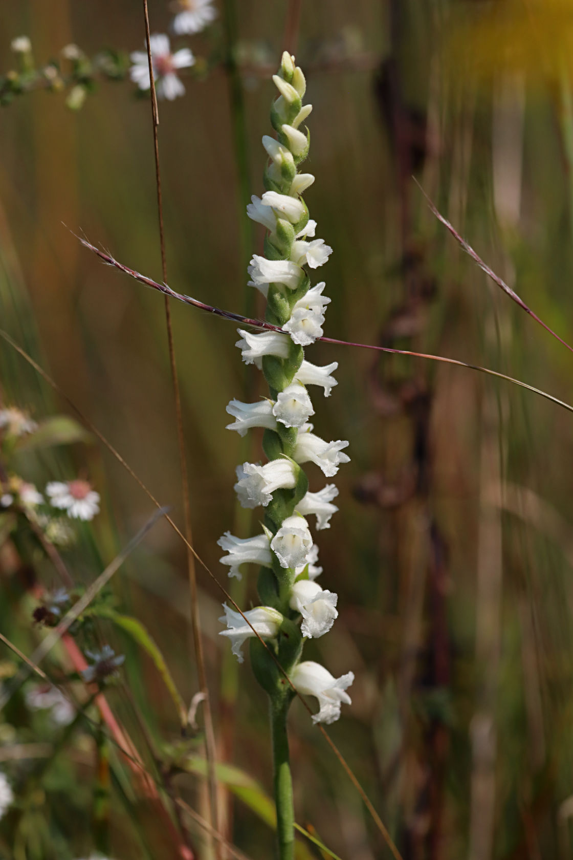 Appalachian Ladies' Tresses