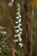 Appalachian Ladies' Tresses