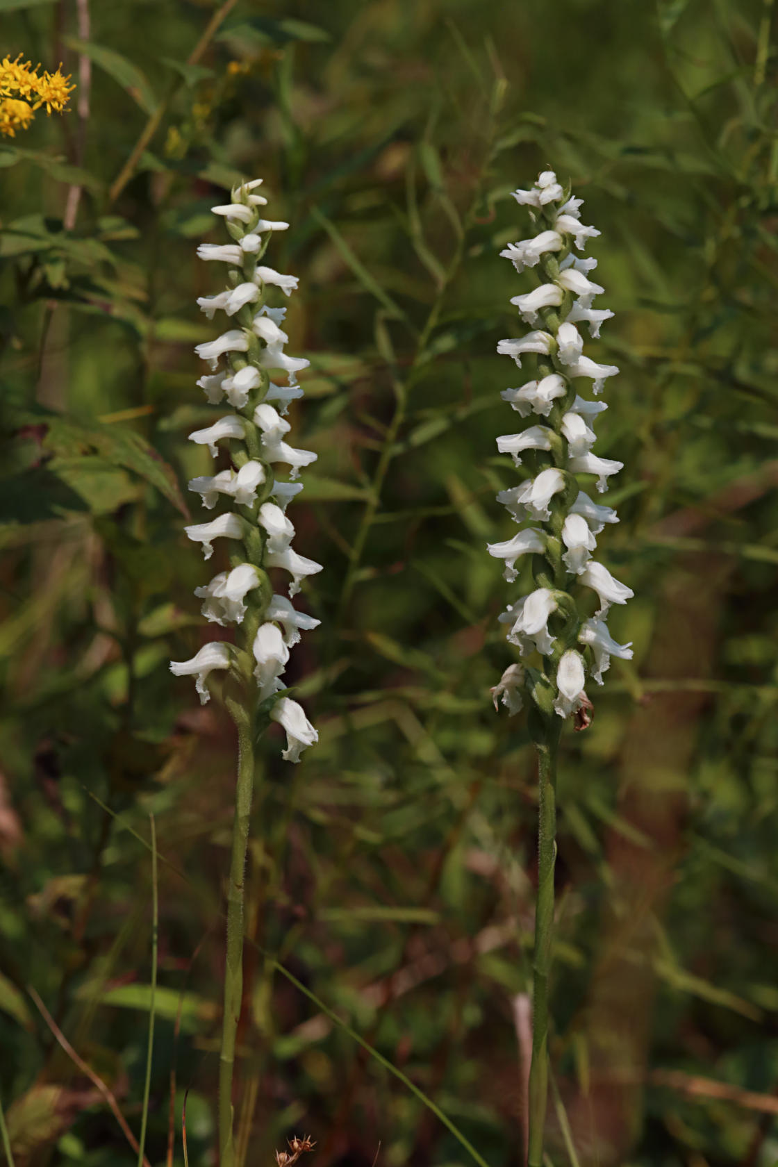 Appalachian Ladies' Tresses