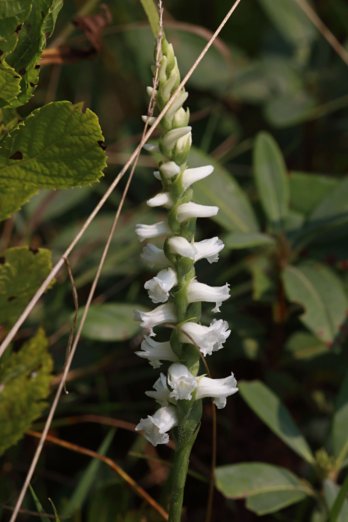 Appalachian Ladies' Tresses