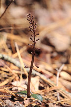 Listera australis