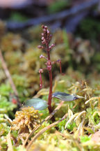 Listera australis