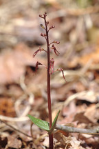 Listera australis