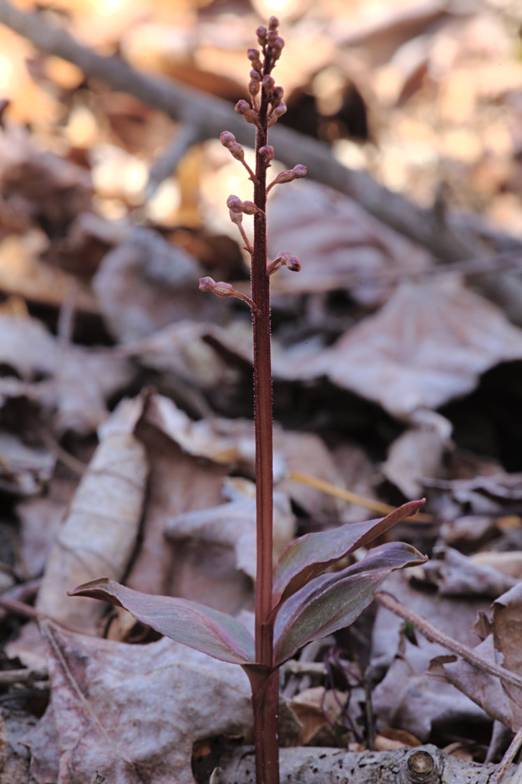 Southern Twayblade