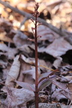 Listera australis