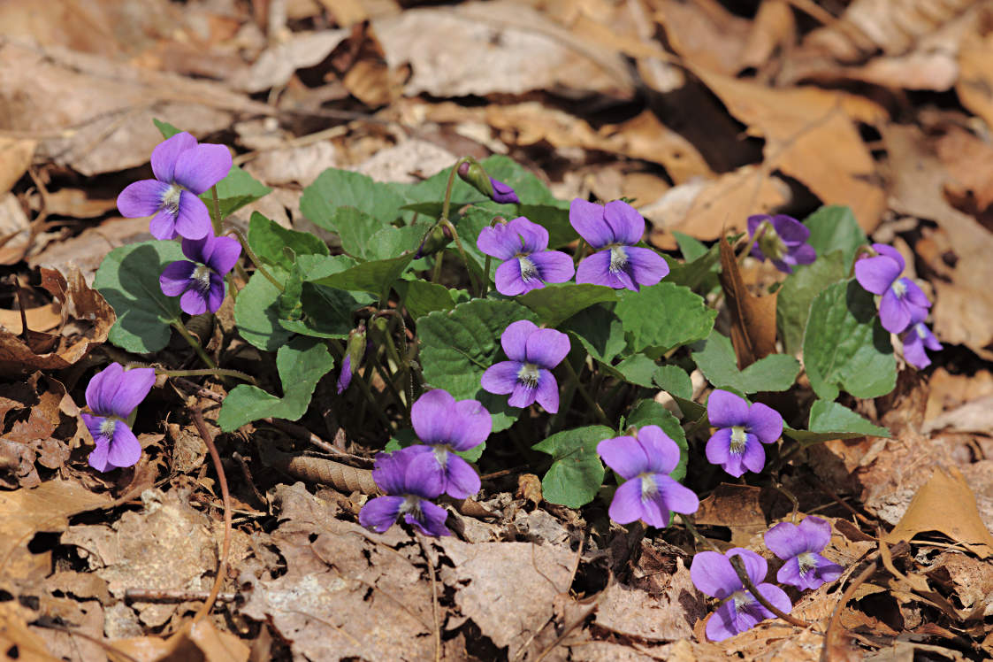 Common Blue Violet