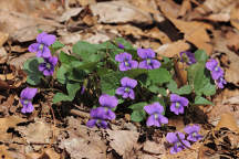 Viola sororia