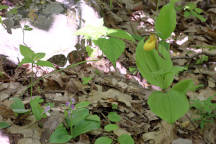 Cypripedium parviflorum var. pubescens