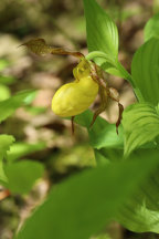 Cypripedium parviflorum var. pubescens