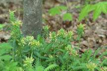 Pedicularis canadensis