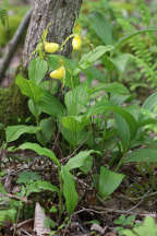 Large Yellow Lady's Slipper