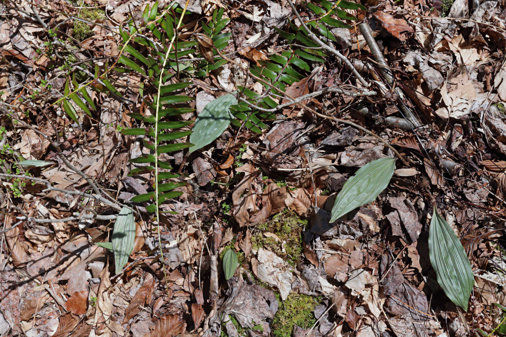 Puttyroot