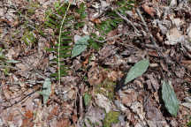 Puttyroot