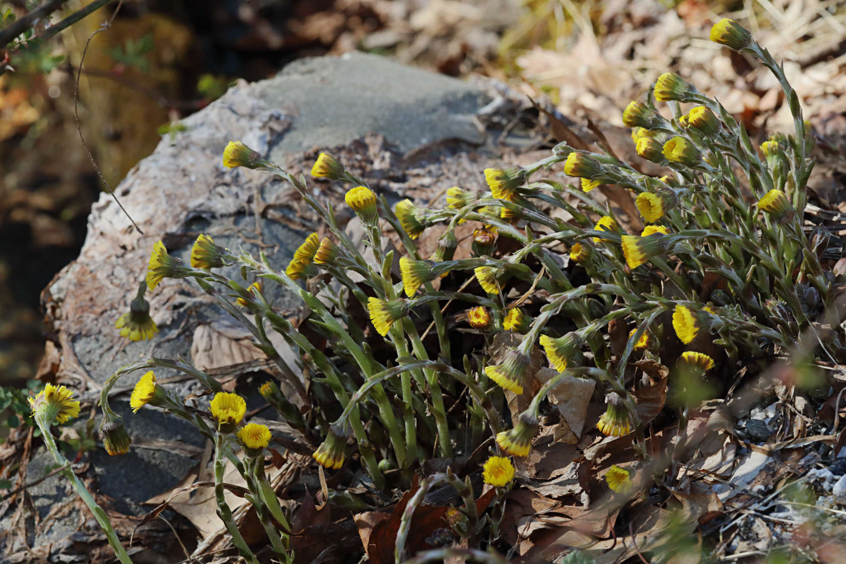 Coltsfoot