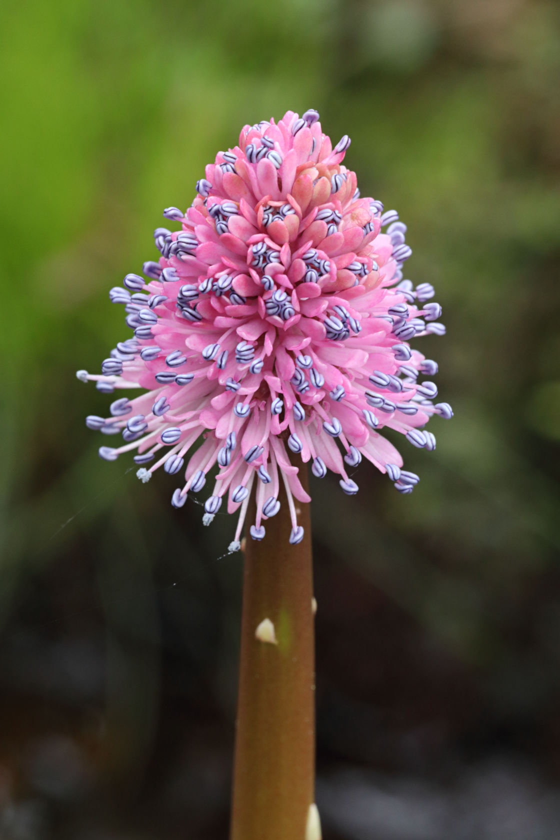 Swamp Pink