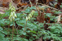 Dutchman's Breeches