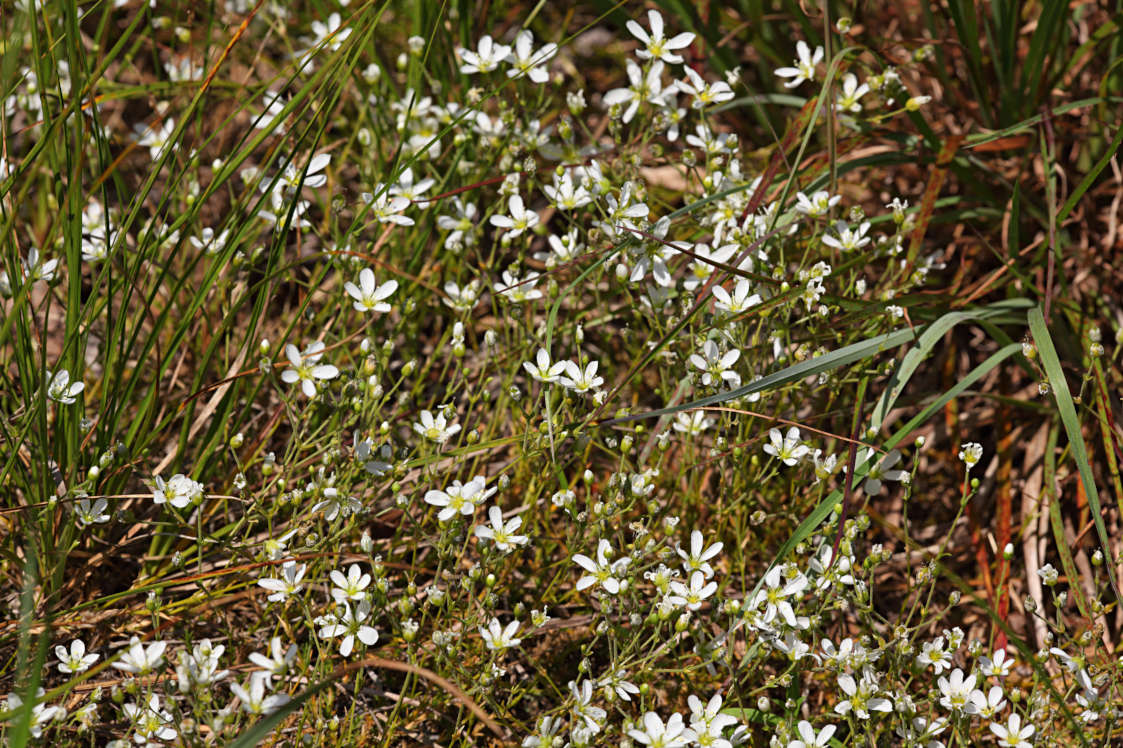 Pine Barren Sandwort