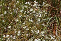 Minuartia caroliniana