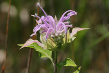 Monarda fistulosa