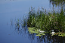 Nymphaea odorata