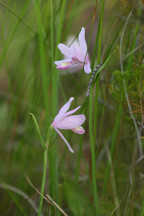 Pogonia ophioglossoides