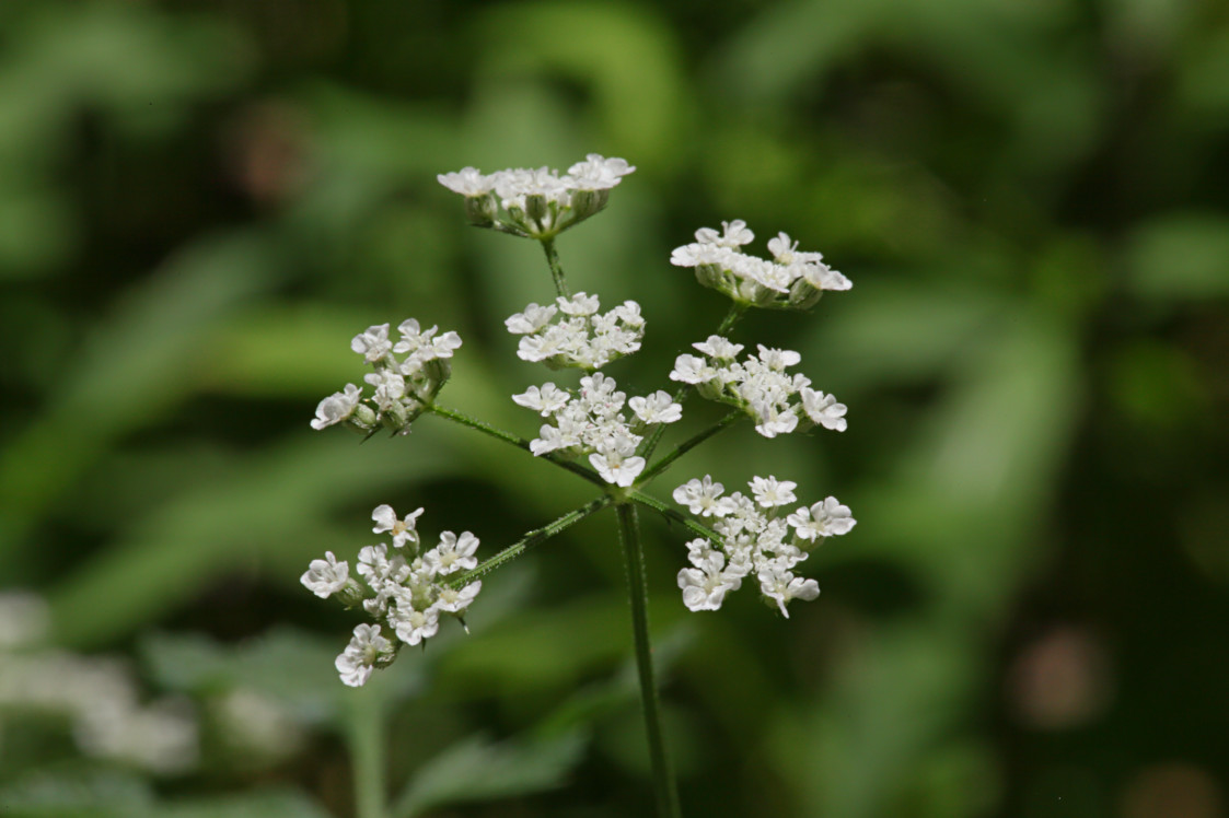 Japanese Hedge Parsley