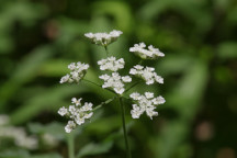 Japanese Hedge Parsley