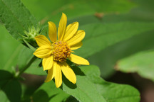 Helianthus divaricatus