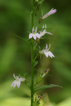 Lobelia inflata