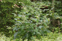 Asclepias exaltata