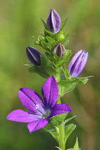 Triodanis perfoliata