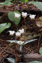 Chimaphila maculata