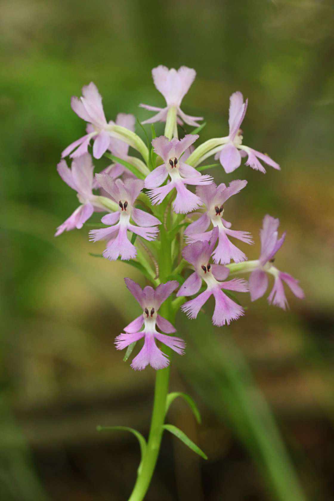 Small Purple Fringed Orchid